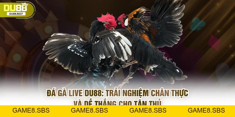 Đá gà live Du88 - Trải nghiệm chân thực và dễ thắng